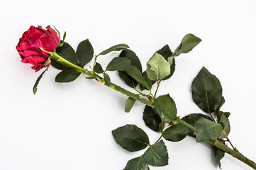 Red rose isolated on white backround