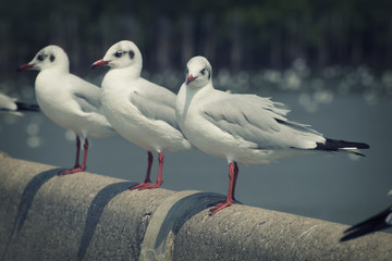 Seagull bird in Thailand Vintage set