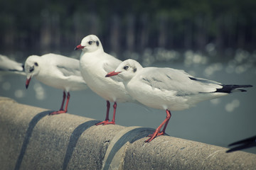 Seagull bird in Thailand Vintage set
