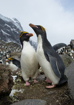 Pair of macaroni penguins standing on the rock, ready to mate, with colony and rocky mountain in background, South Sandwich Islands, Antarctica