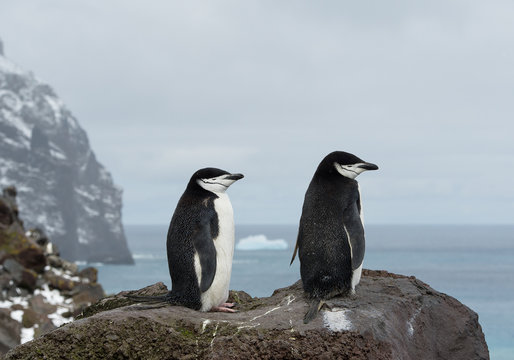 Pair of chinstrap penguins on the rock, looking at the sea, with rock in background, South Sandwich Islands, Antarctica