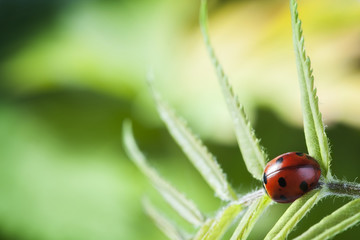 Naklejka premium ladybug on green leaf dill