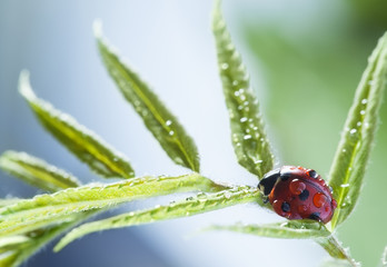ladybug with water drop green leaf