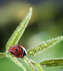 ladybug with water drop green leaf