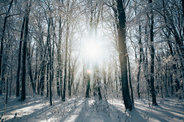 Obraz premium Sunset in the wood between the trees strains in winter period