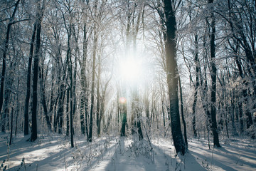 Sunset in the wood between the trees strains in winter period