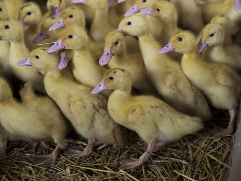 Close up of ducklings in a farm