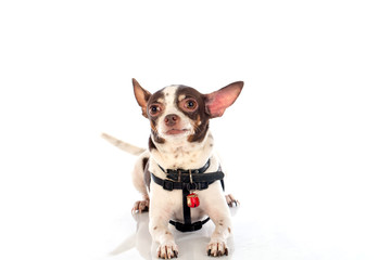 chihuahua dog on white background