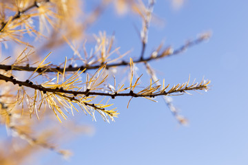yellow tamarack larch tree in autumn against blue sky