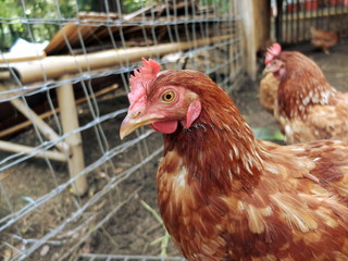 chicken in local farm