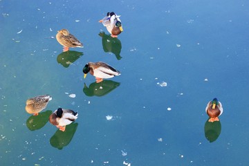 Wild ducks on frozen lake