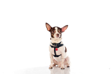 chihuahua dog on white background