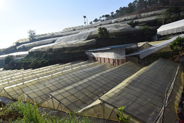 greenhouses in Dalat, Vietnam