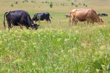 cows on grassland