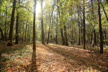 Fototapeta na wymiar landscape background in sunny autumn park