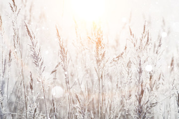 blurred winter background, dry grass snowflakes - 101281593