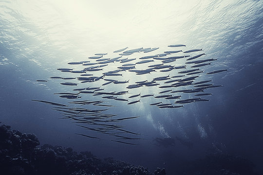 school of fish in the sea Underwater
