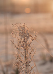 Plant covered with hoarfrost