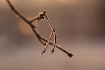 Plant branches covered with hoarfrost