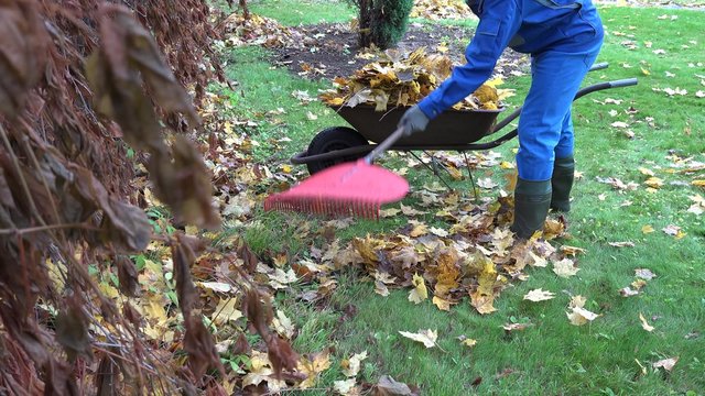 garden keeper with rake tool load rusty wheel barrow with dry fallen leaves and carry away. Static shot. 4K
