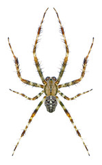 Spider Araneus diadematus (male)