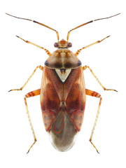 Bug Lygus pratensis