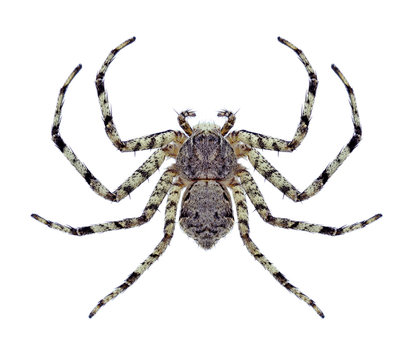 Spider Philodromus margaritatus