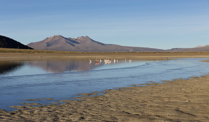 Fototapeta na wymiar Flamingos in the lagoon Huayñacota in the Natural Park of Sajam
