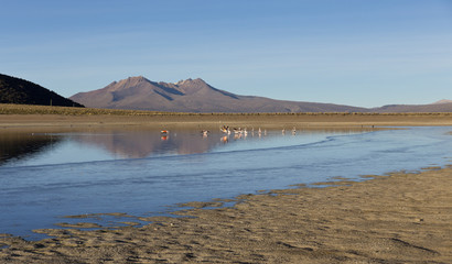Fototapeta na wymiar Flamingos in the lagoon Huayñacota in the Natural Park of Sajam