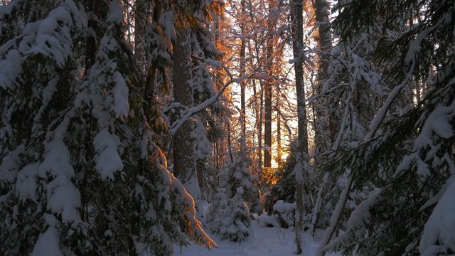 sunset in deep winter forest