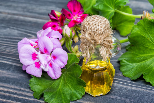 Essential Geranium Oil