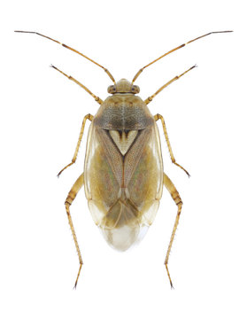 Bug Lygus pratensis