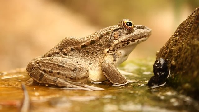 Frog