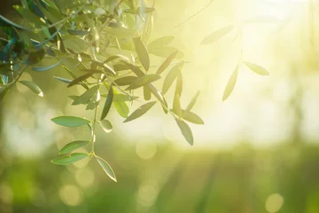 Foto op Canvas Olijfboom met bladeren, natuurlijke zonnige landbouwvoedselachtergrond © Roxana