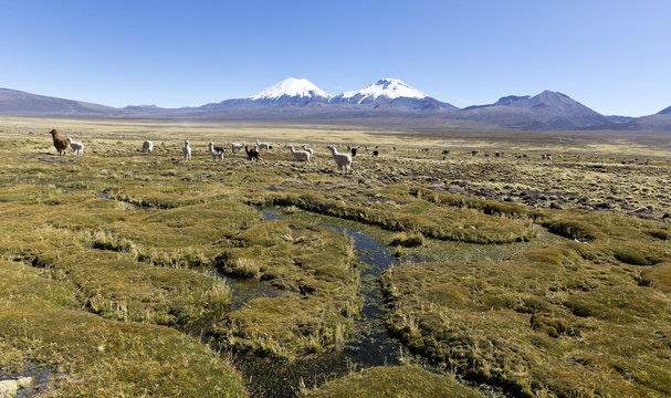 landscape of the Andes Mountains, with llamas grazing.