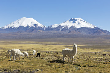 Obraz premium The snowcapped volcanoes Parinacota and Pomerane. Bolivia