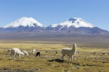 Foto op Plexiglas The snowcapped volcanoes Parinacota and Pomerane. Bolivia © Toniflap