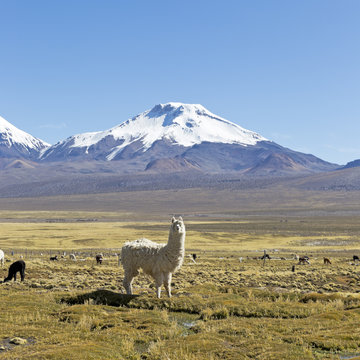 The snowcapped volcanoes Parinacota and Pomerane. Bolivia