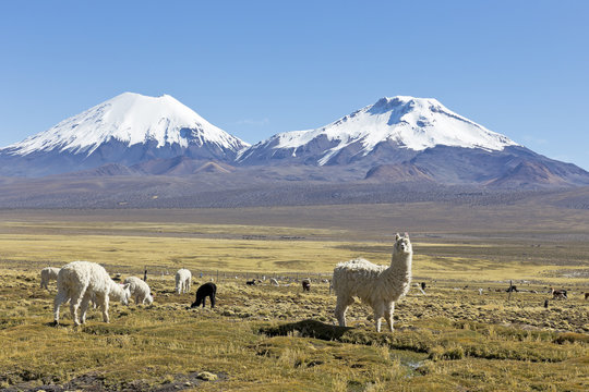 The snowcapped volcanoes Parinacota and Pomerane. Bolivia