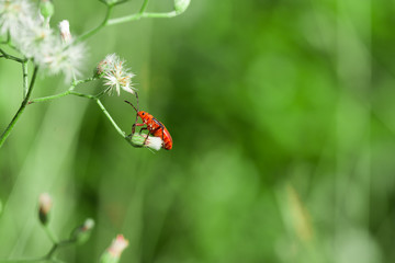 Insect in nature green background