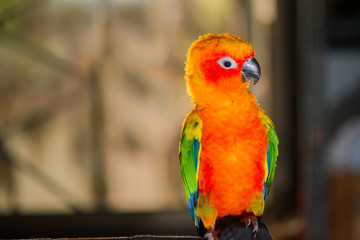 Parrot, sun conure, standing on the chair in the house