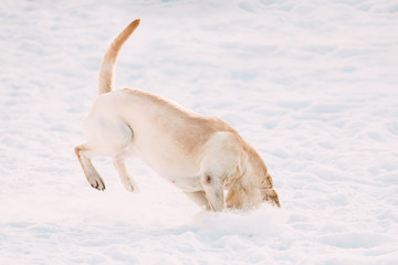 Young funny labrador dog playing in snow,  winter season.
