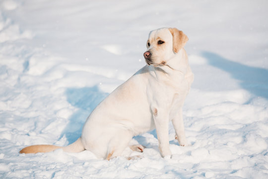 Young labrador dog sit in snow, sunny winter day