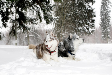 two adult dogs play in the snow snow husky. age 3 years