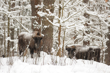 European bison family hiding in woods in winter in Orlovskoye Po © alexeyborodin