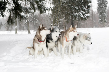 group of four dogs in the snow drifts. husky. age 3 years