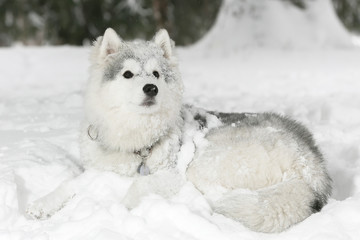 Obraz premium beautiful fluffy husky puppy laying in snow. white color