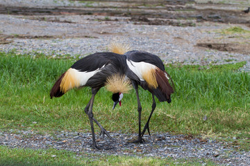 Two Crowned Crane birds or African Crowned Crane birds on the  g
