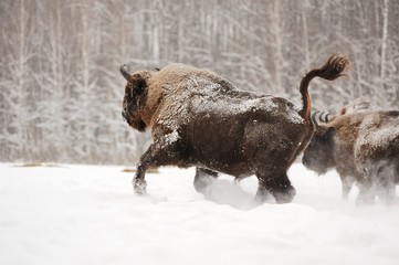 European bison running in Orlovskoye Polesie National park in Ru