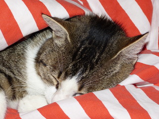 Schlafende Katze